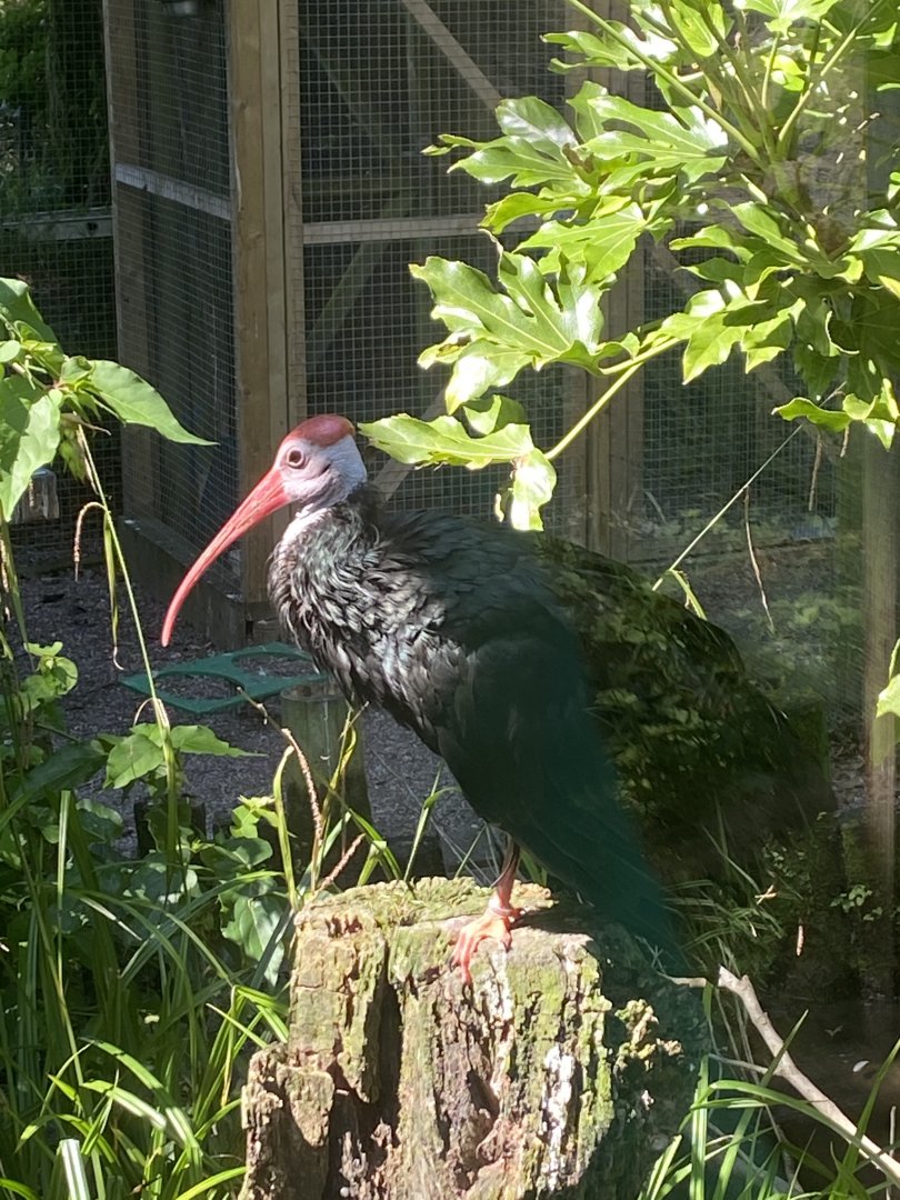 Southern bald ibis 070820