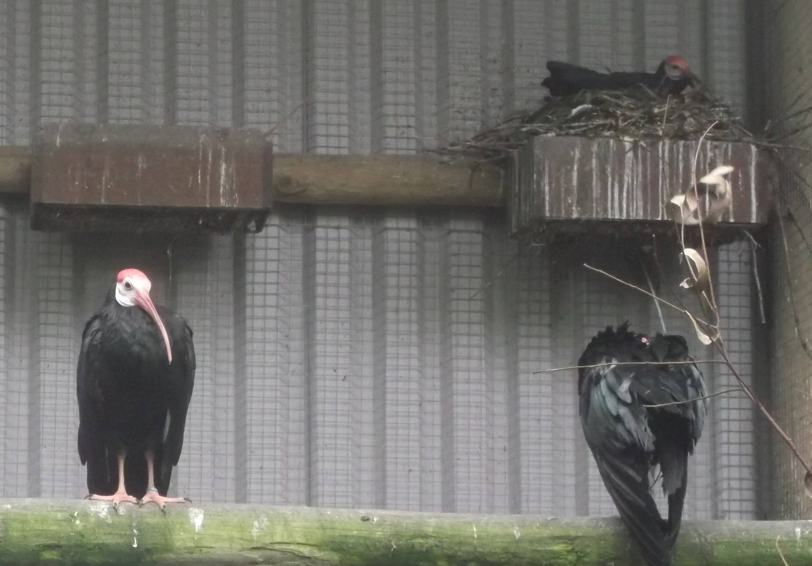 Southern Bald Ibis 12/4/2014