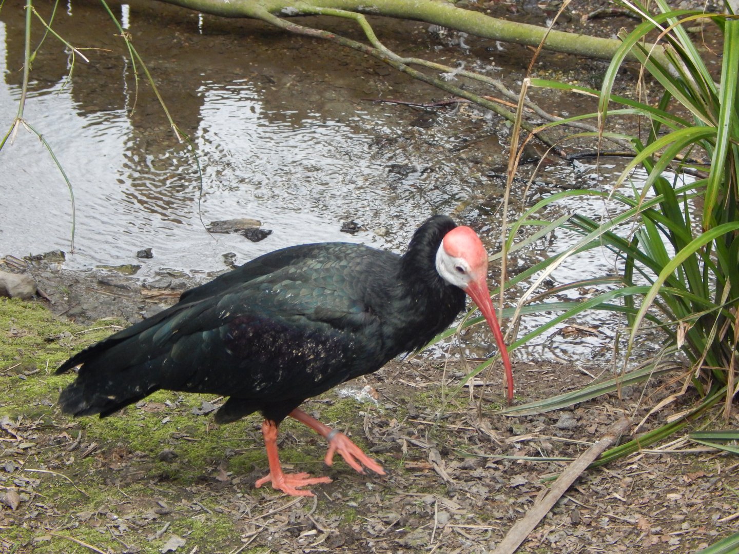 Southern bald ibis 140421