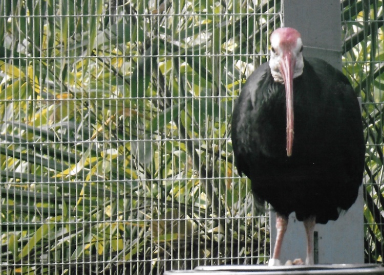 Southern bald ibis 201t
