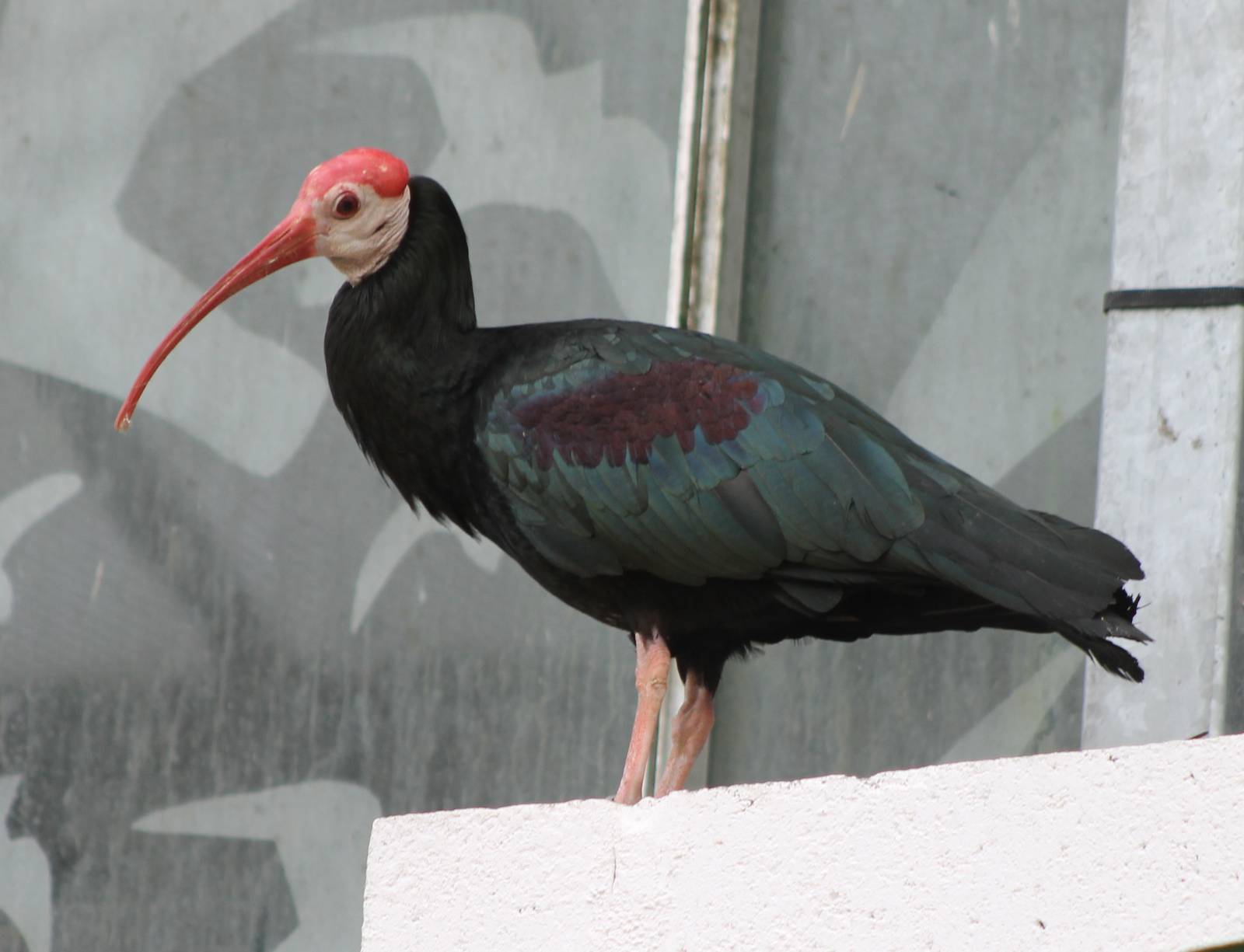 Southern bald ibis adult