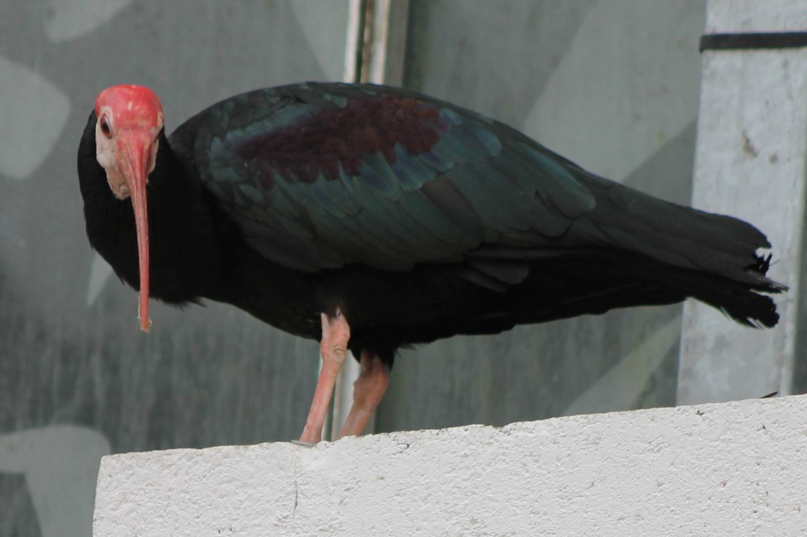 Southern bald ibis adult
