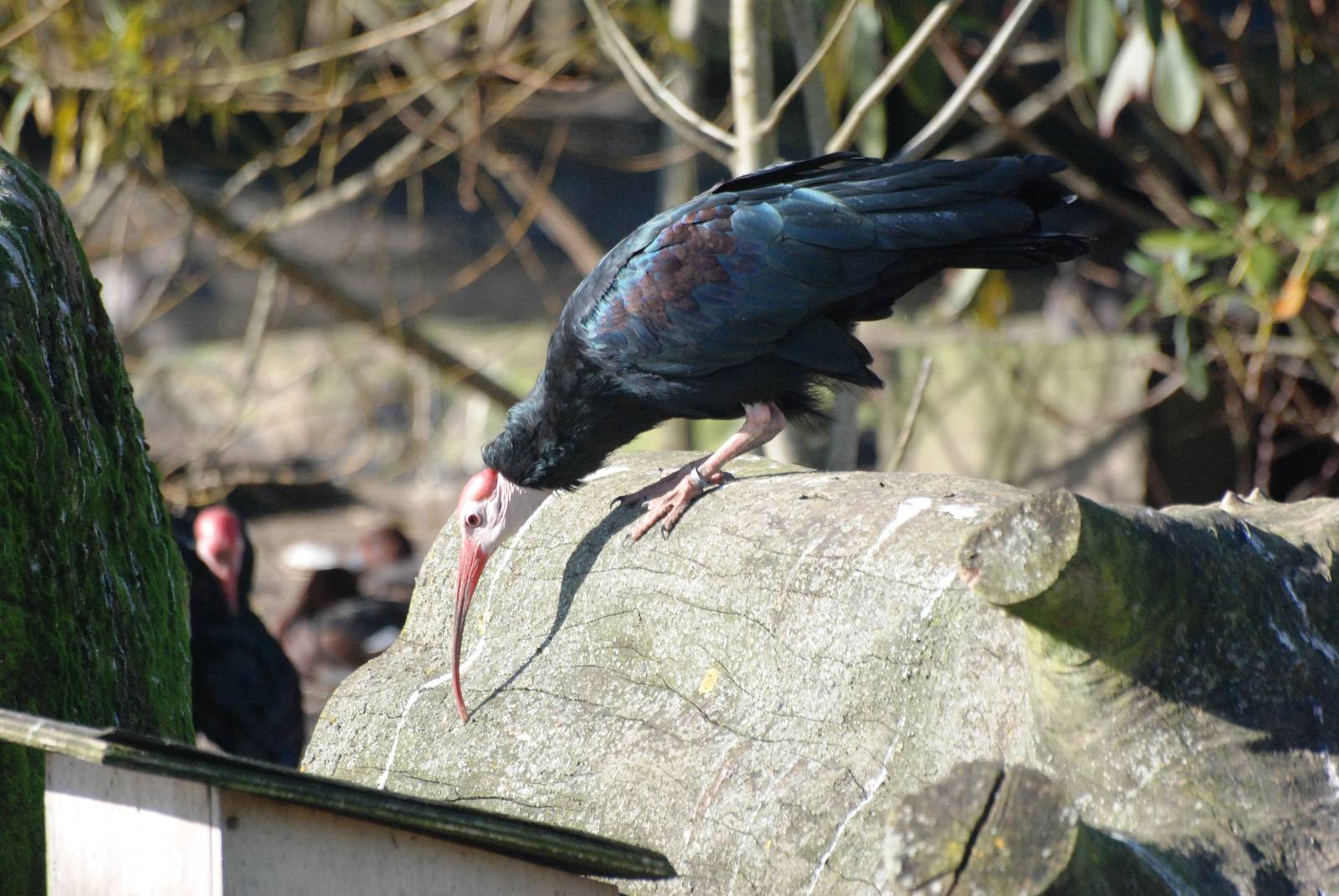 Southern Bald Ibis at Blackbrook, 21/10/12