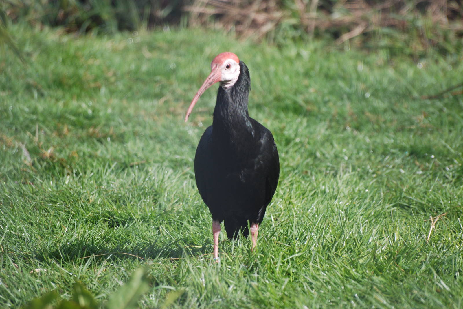 Southern Bald Ibis at Blackbrook, 22/04/12