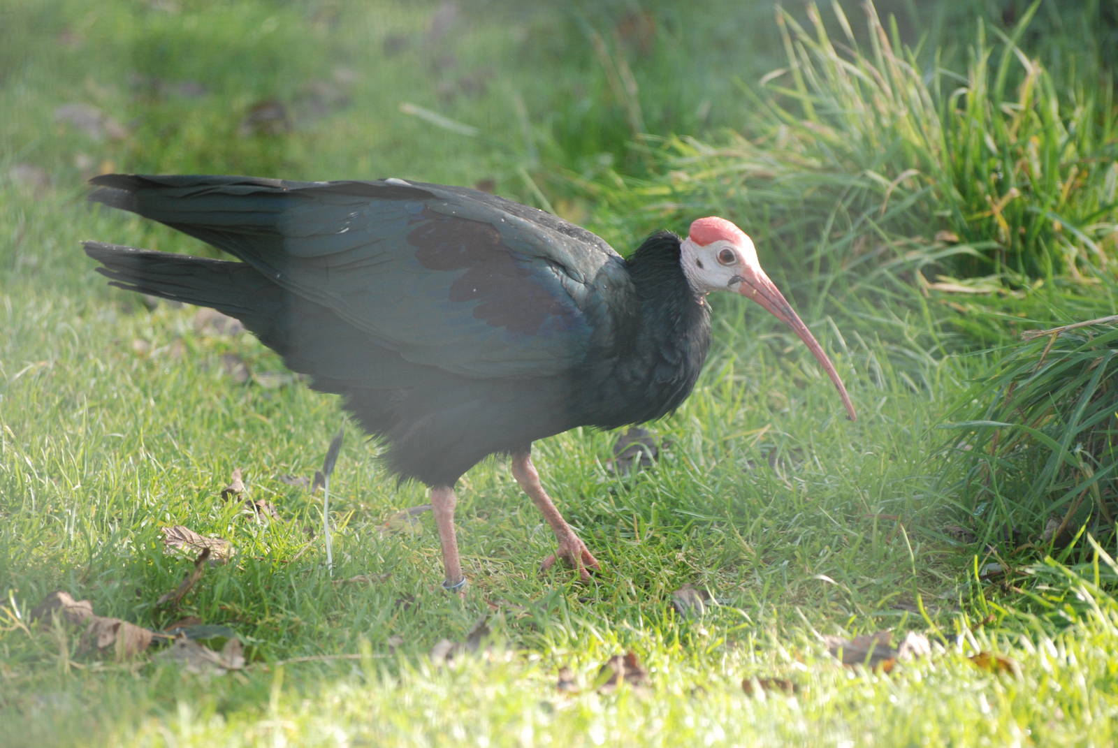 Southern Bald Ibis at Blackbrook, 28/10/11