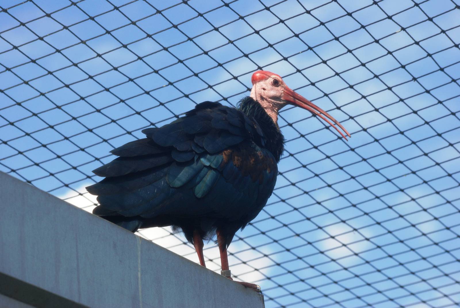 Southern Bald Ibis at Lowry Park, 13/10/13