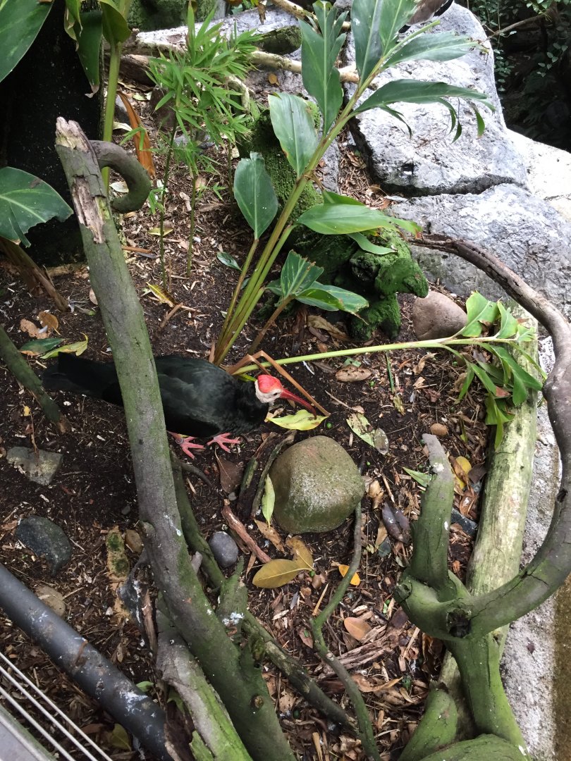 Southern bald ibis - August 2017