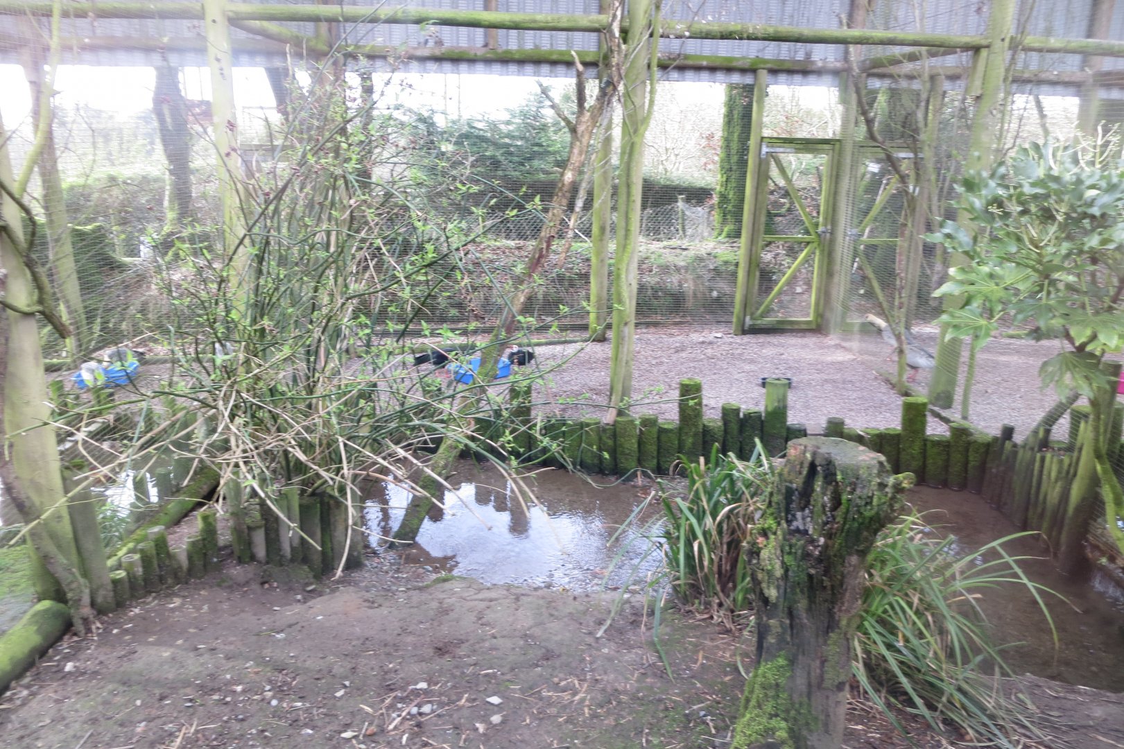 Southern bald ibis aviary 040319