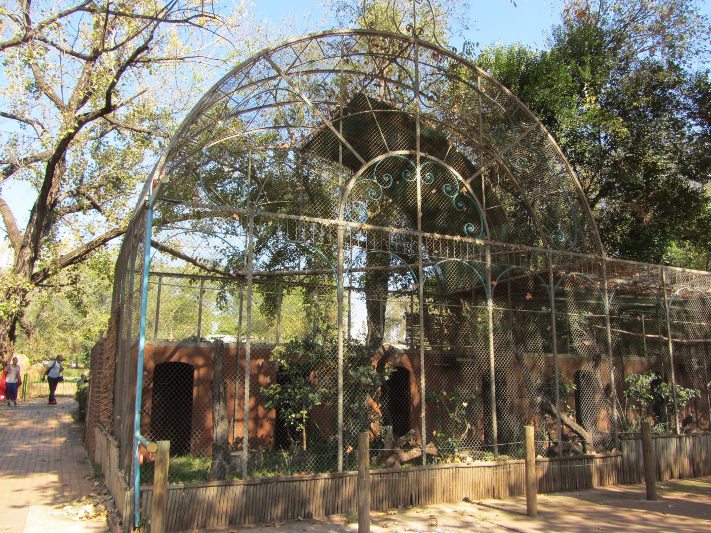 Southern Bald Ibis Aviary