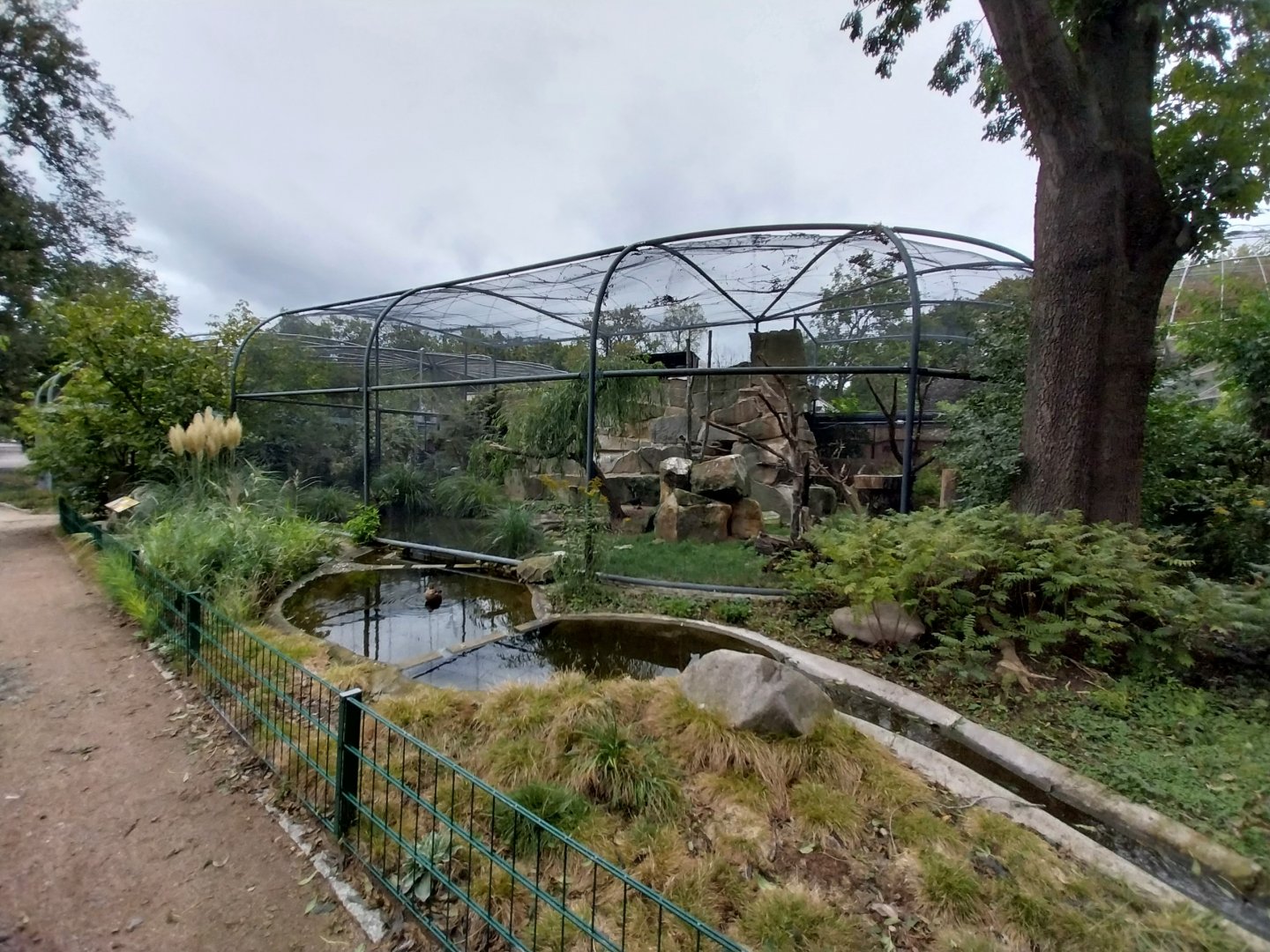 Southern Bald Ibis aviary