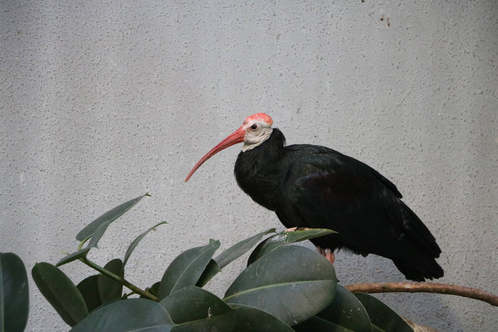 Southern bald ibis, February 2016