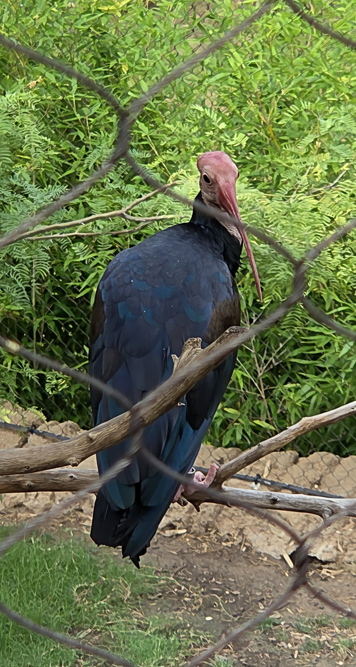 Southern Bald Ibis - Fort Worth Zoo