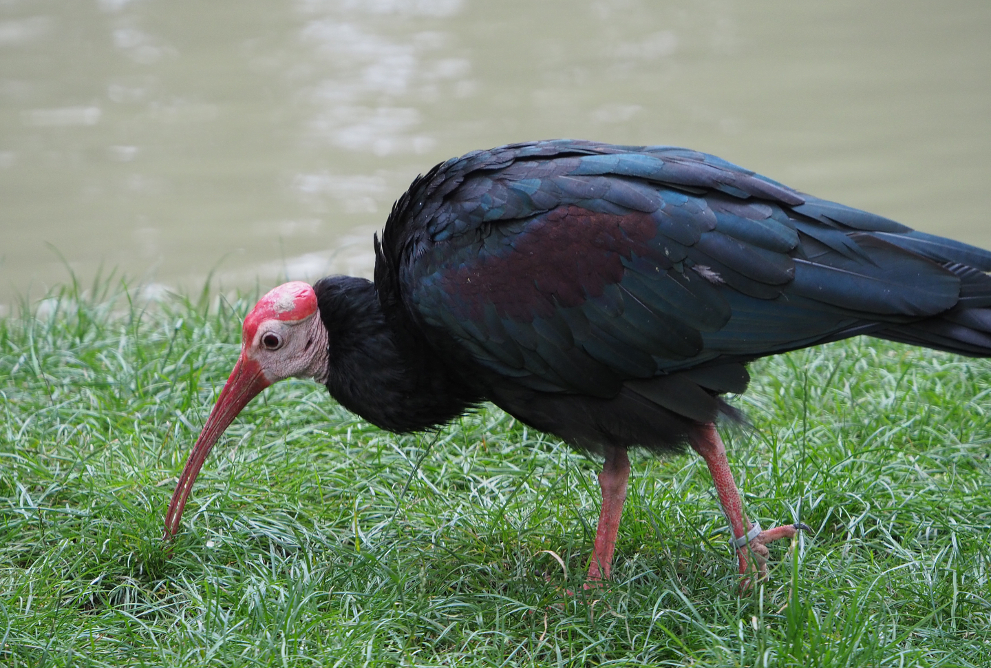 Southern bald ibis (Geronticus calvus), 2020-09-03