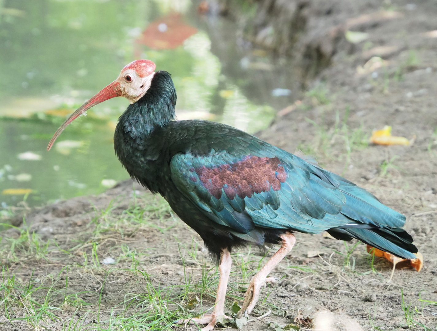 Southern bald ibis (Geronticus calvus), 2021-09-02
