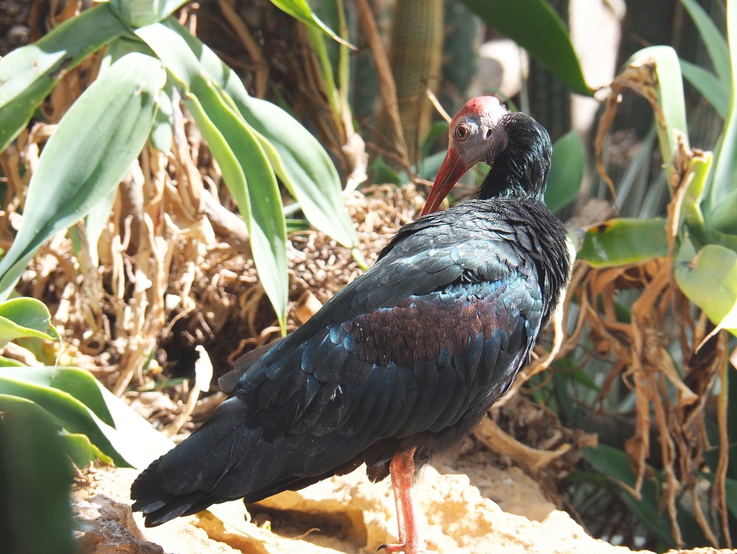 Southern bald ibis (Geronticus calvus), 2021-09-03