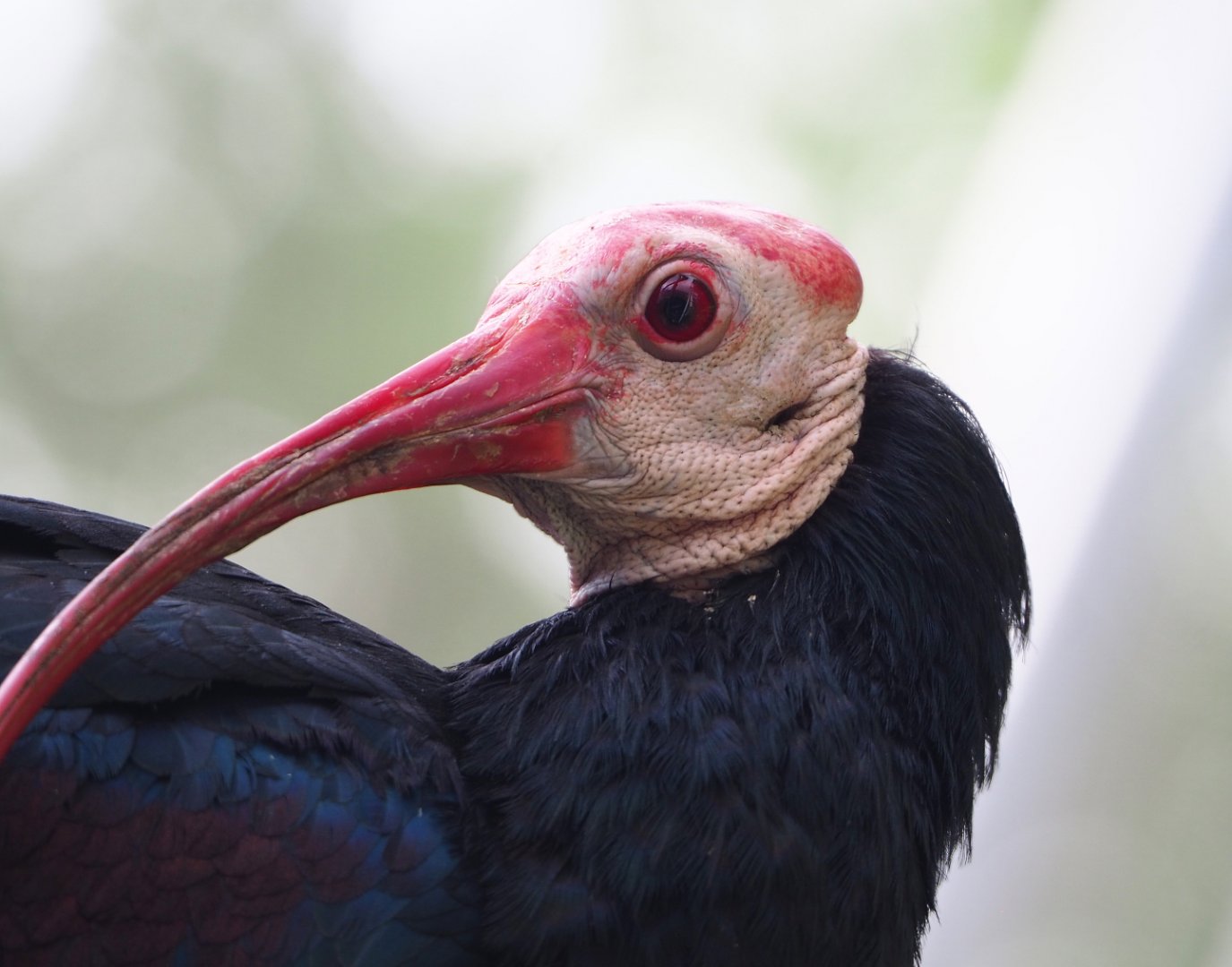 Southern bald ibis (Geronticus calvus), 2022-05-26