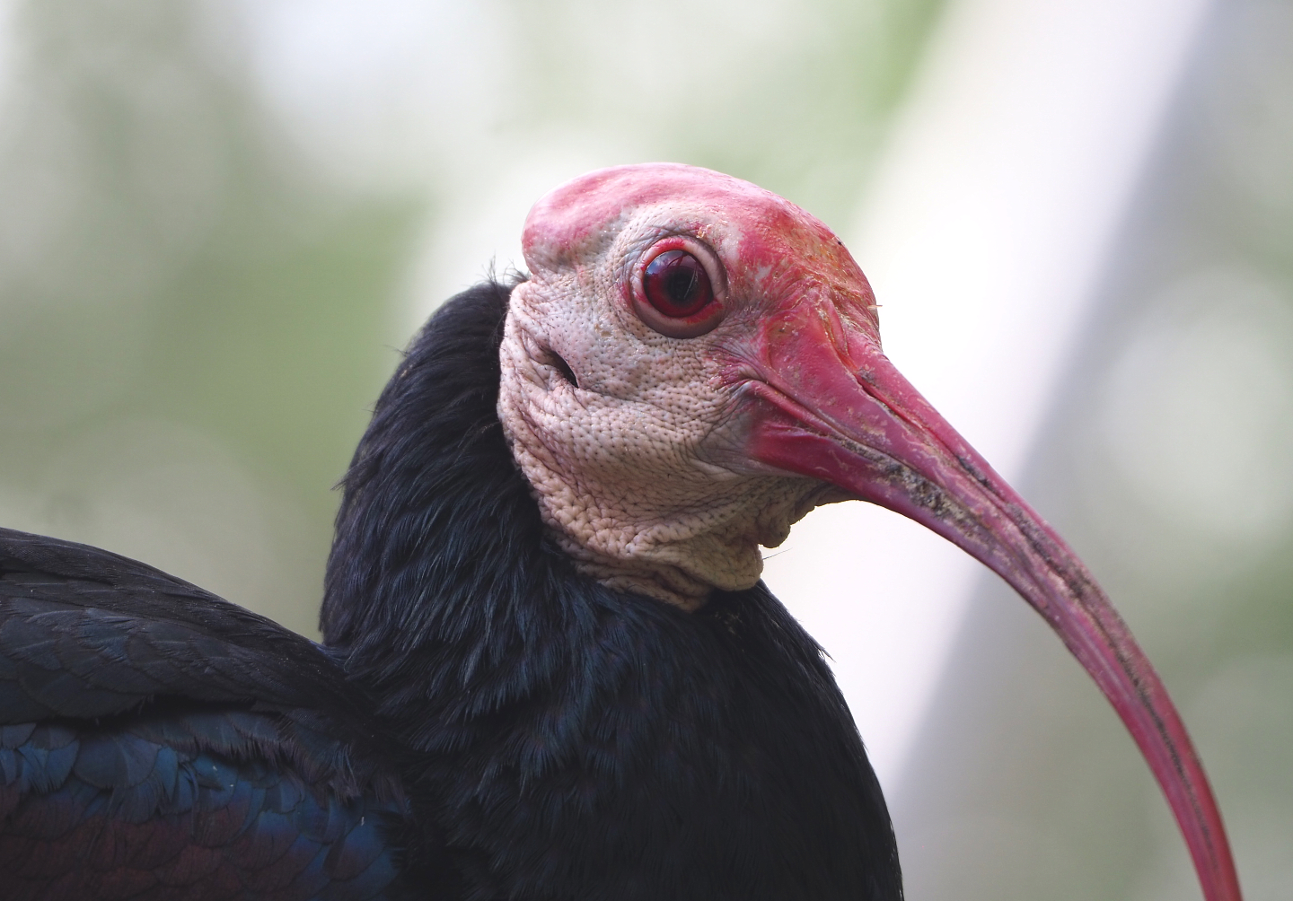 Southern bald ibis (Geronticus calvus), 2022-05-26