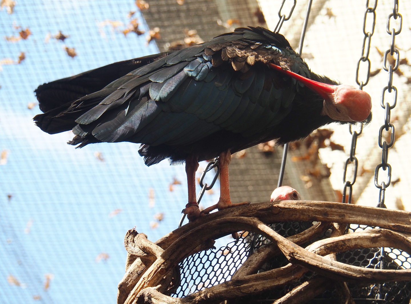 Southern bald ibis (Geronticus calvus), 2022-06-28
