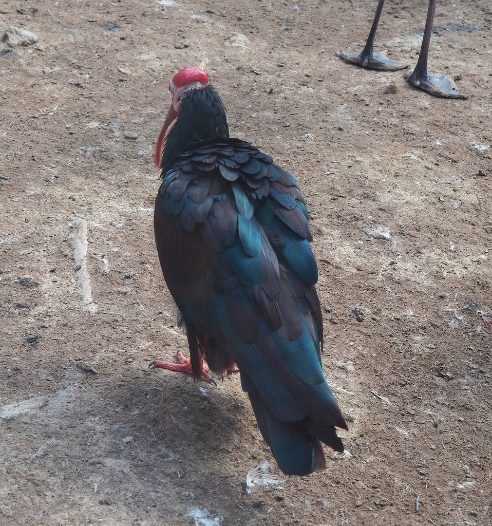 Southern bald ibis (Geronticus calvus), 2022-08-20
