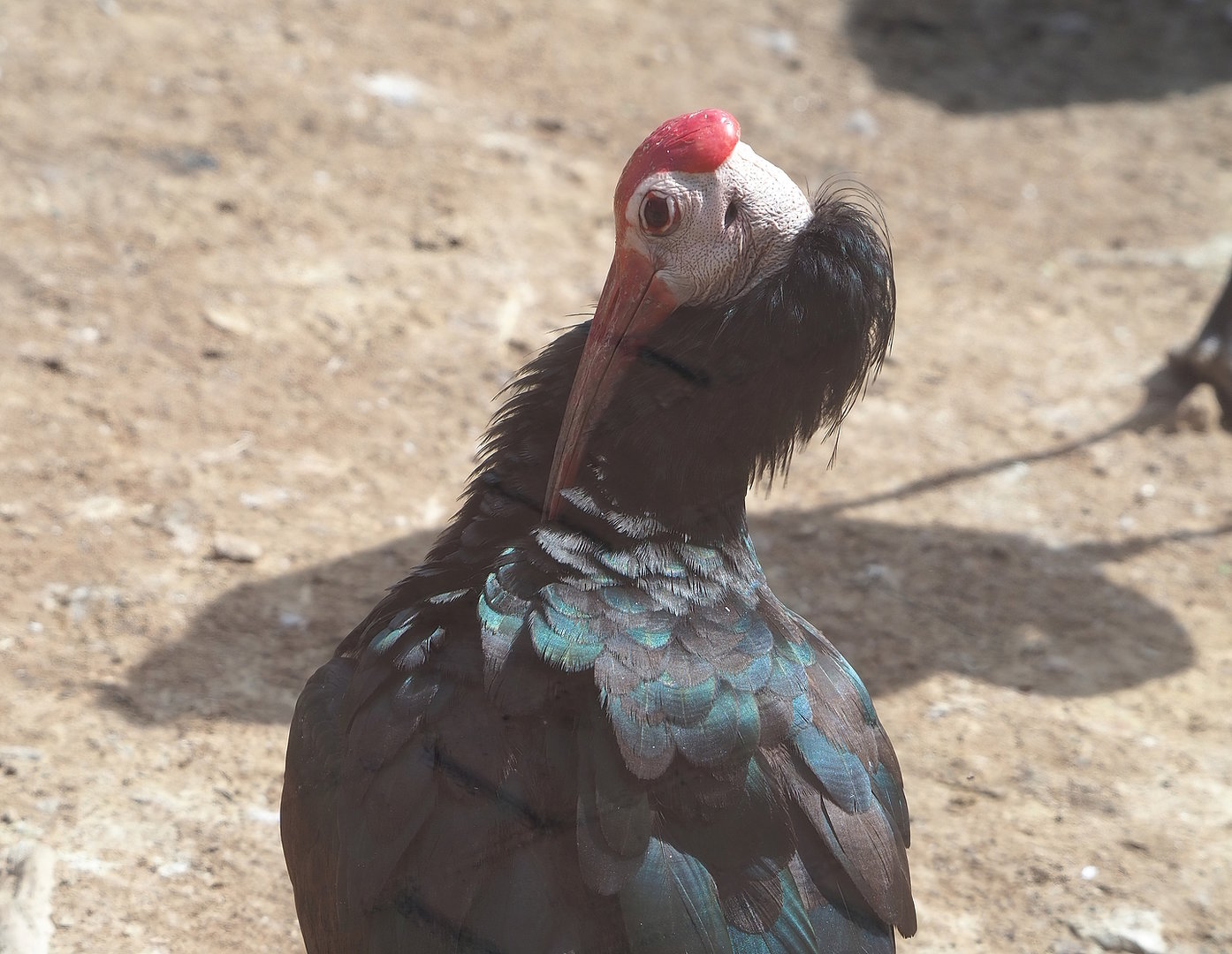 Southern bald ibis (Geronticus calvus), 2022-08-20
