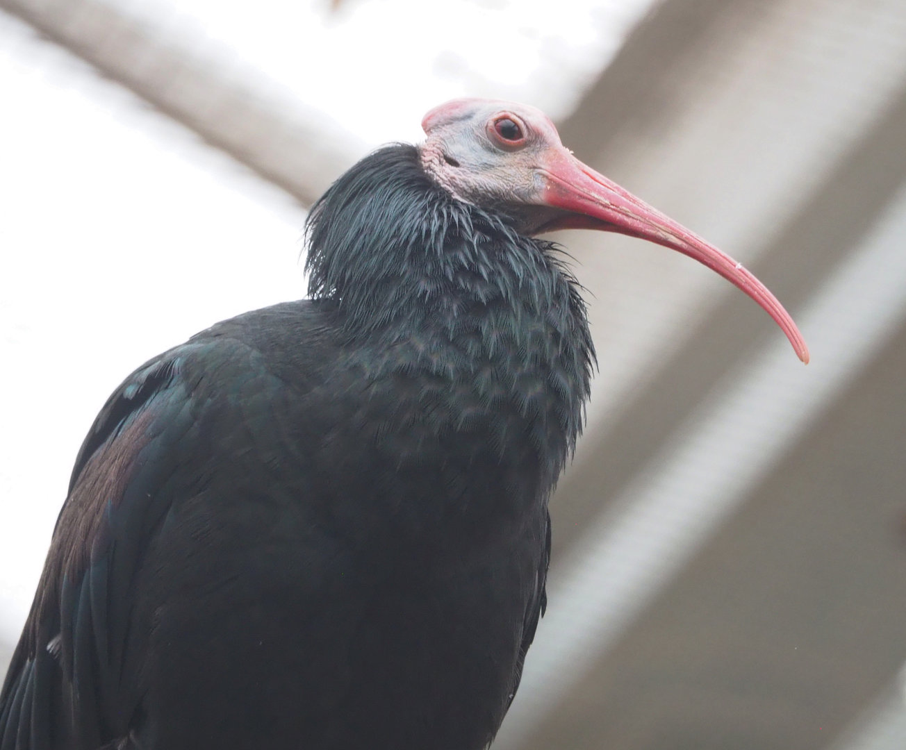 Southern bald ibis (Geronticus calvus), 2022-09-14