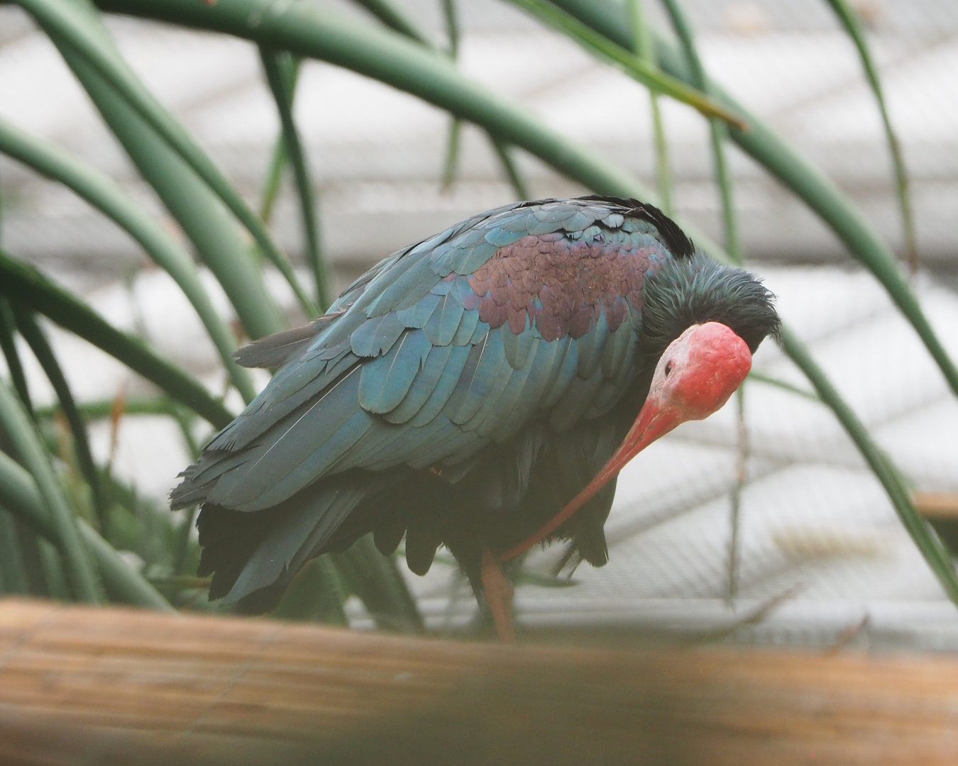 Southern bald ibis (Geronticus calvus), 2022-09-14