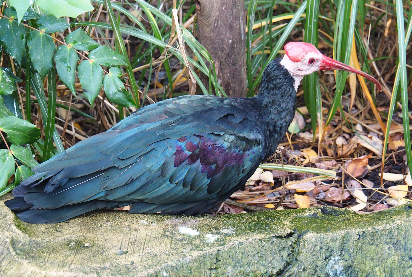 Southern bald ibis (Geronticus calvus), 2022-10-29