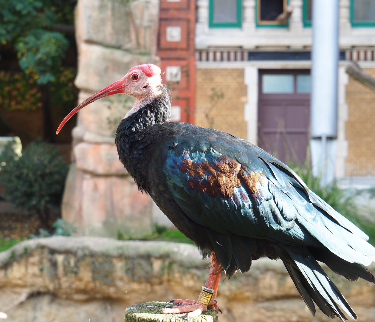 Southern bald ibis (Geronticus calvus), 2022-10-29