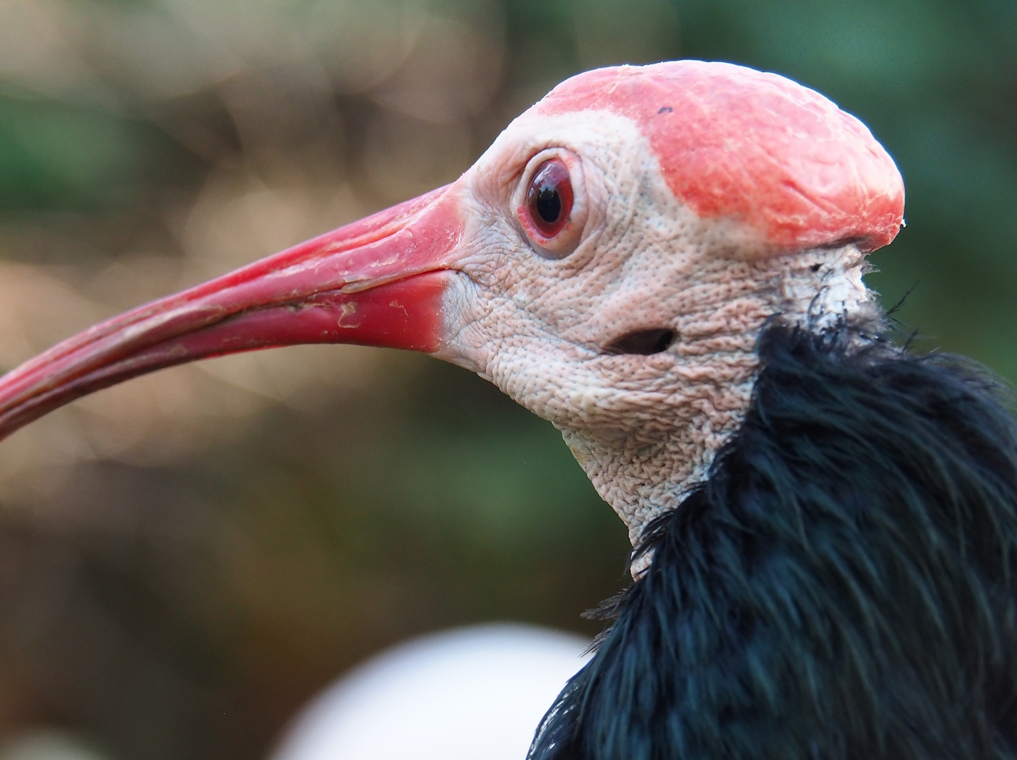 Southern bald ibis (Geronticus calvus), 2022-10-29