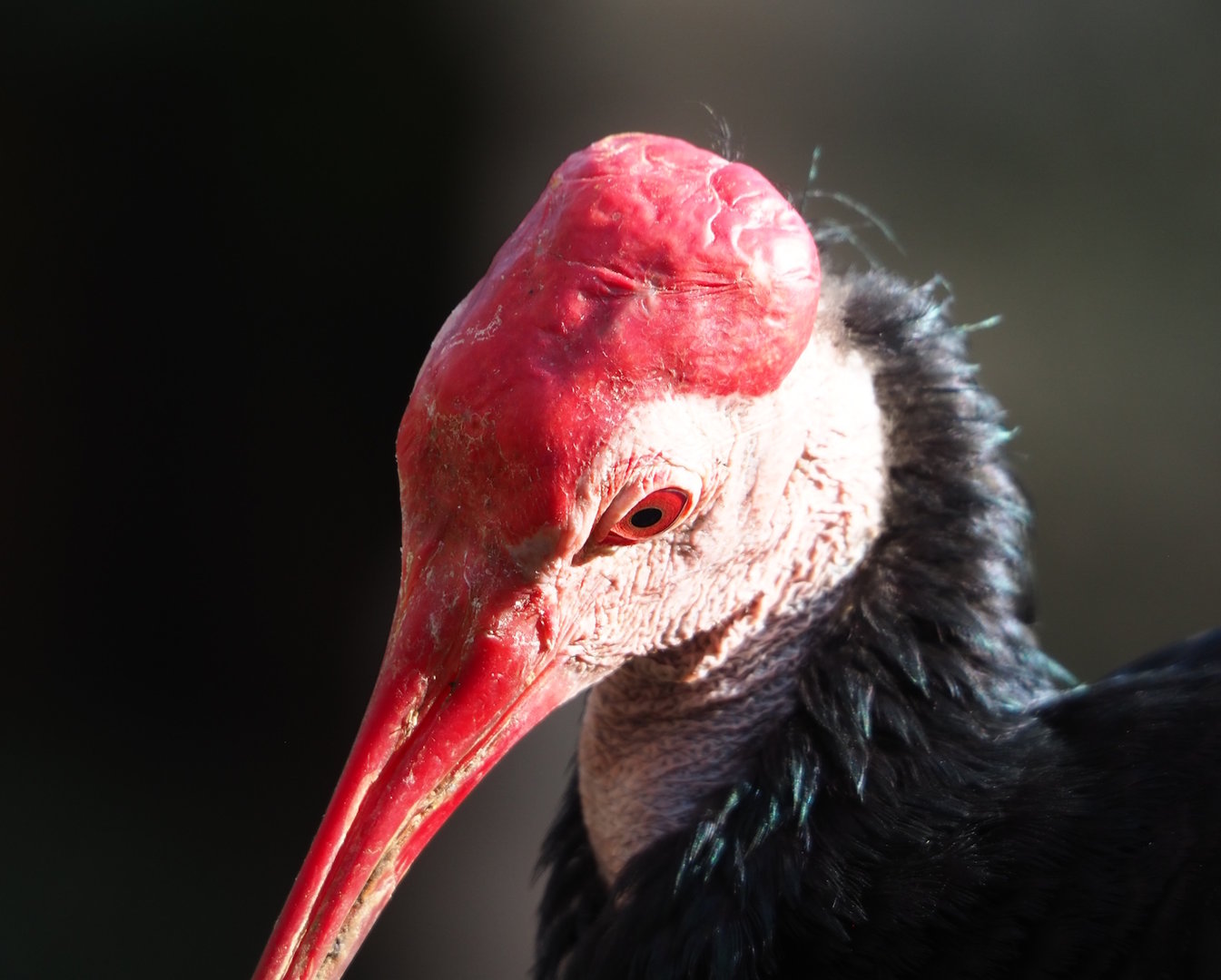 Southern bald ibis (Geronticus calvus), 2022-10-29