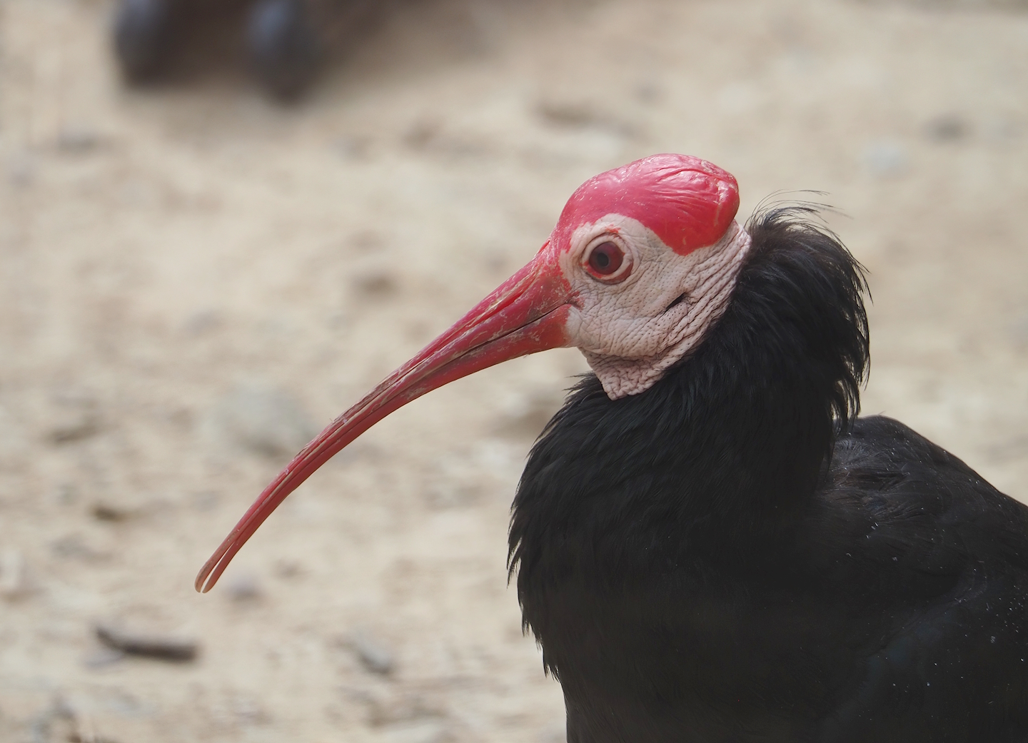 Southern bald ibis (Geronticus calvus), 2023-07-18