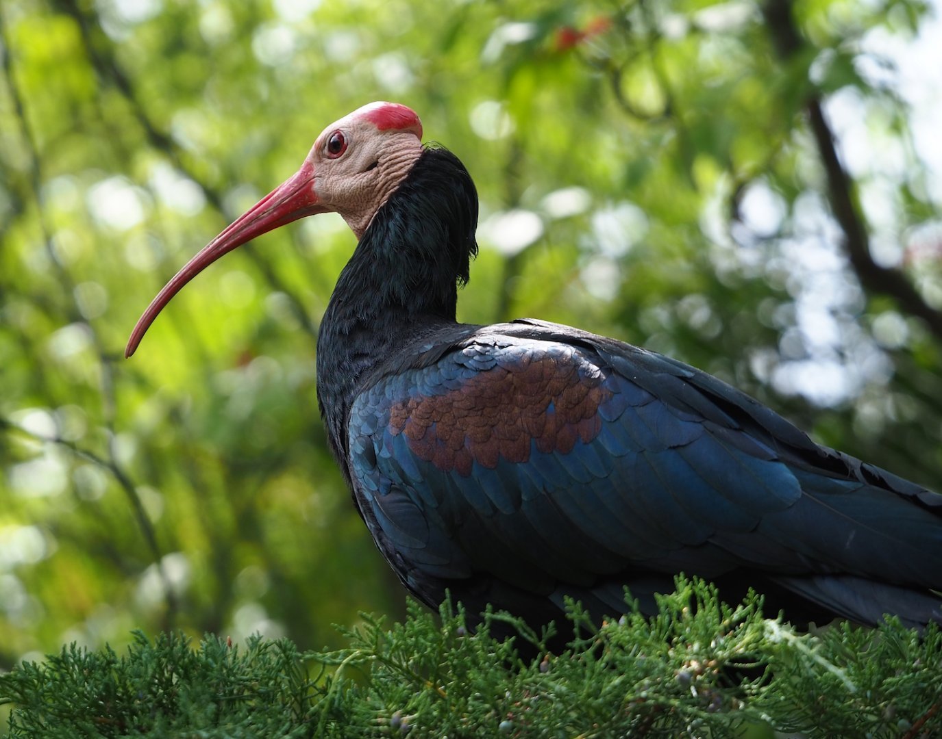 Southern bald ibis (Geronticus calvus), 2023-07-22