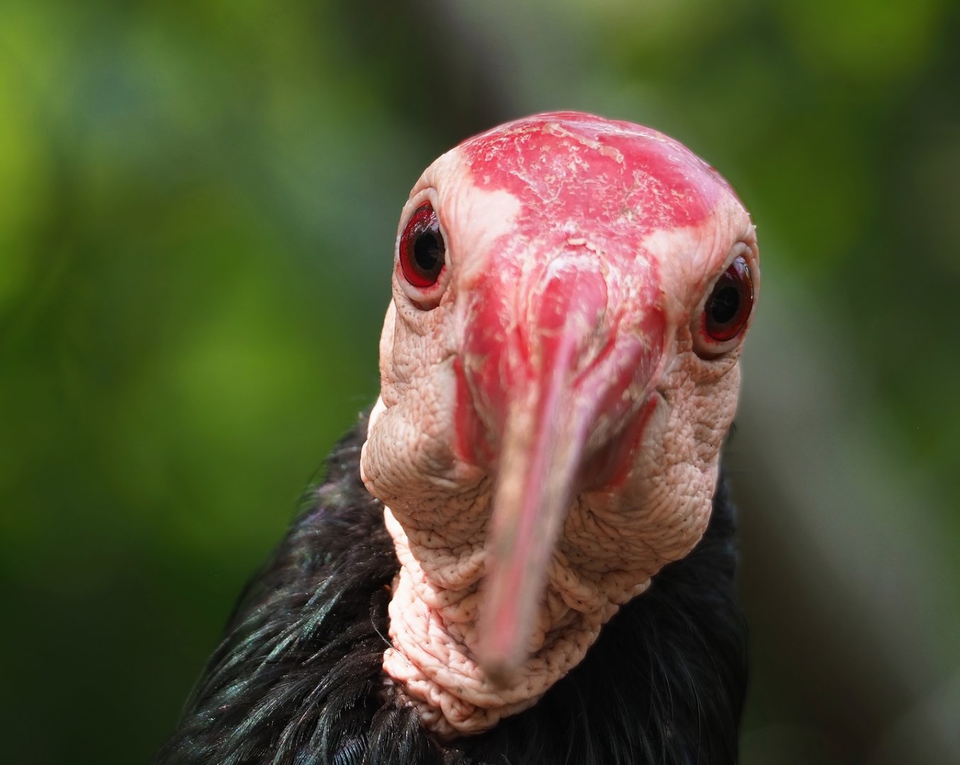Southern bald ibis (Geronticus calvus), 2023-07-22