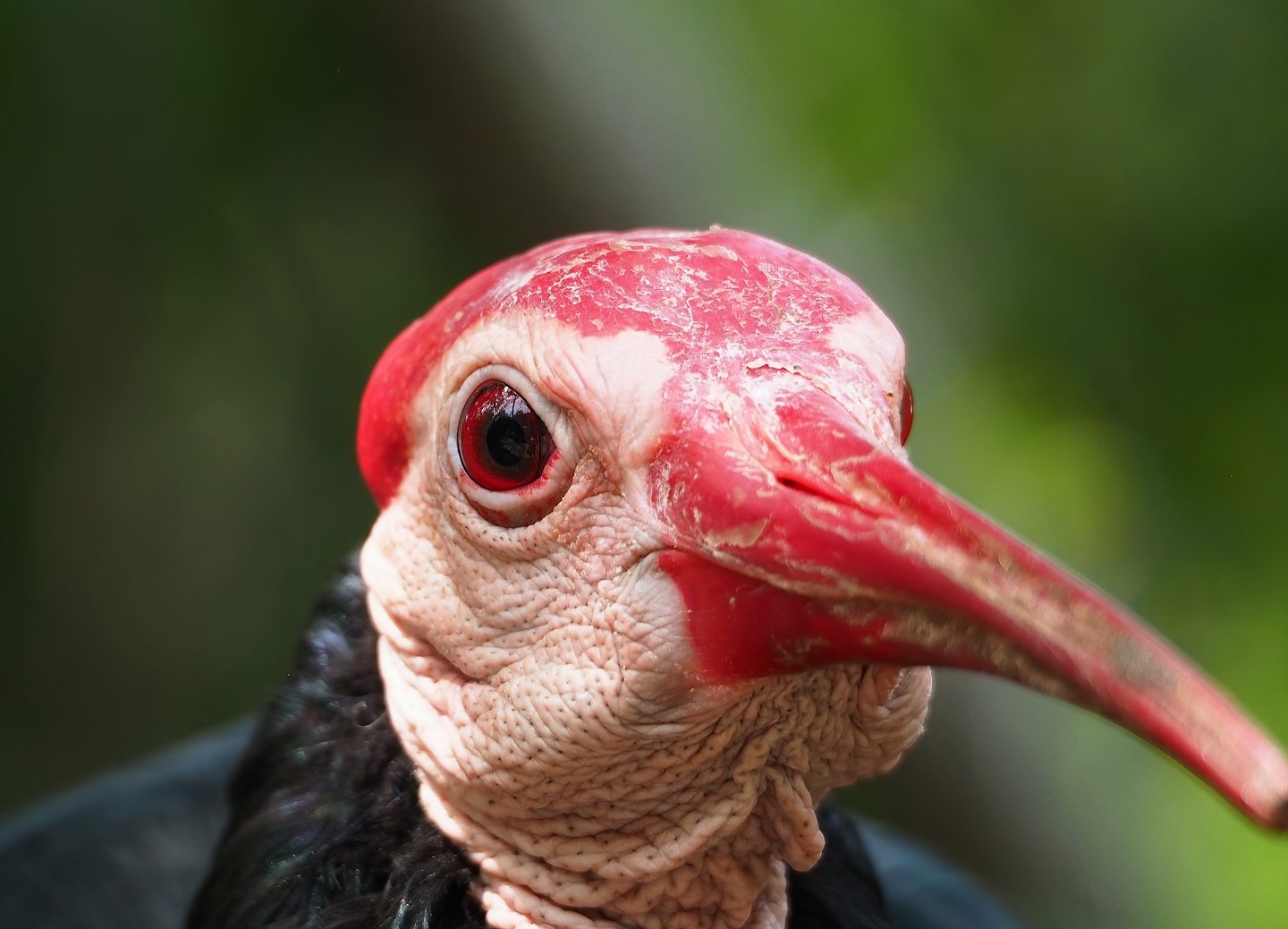 Southern bald ibis (Geronticus calvus), 2023-07-22