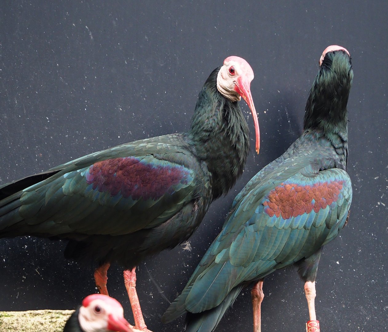 Southern bald ibis (Geronticus calvus), 2024-02-17