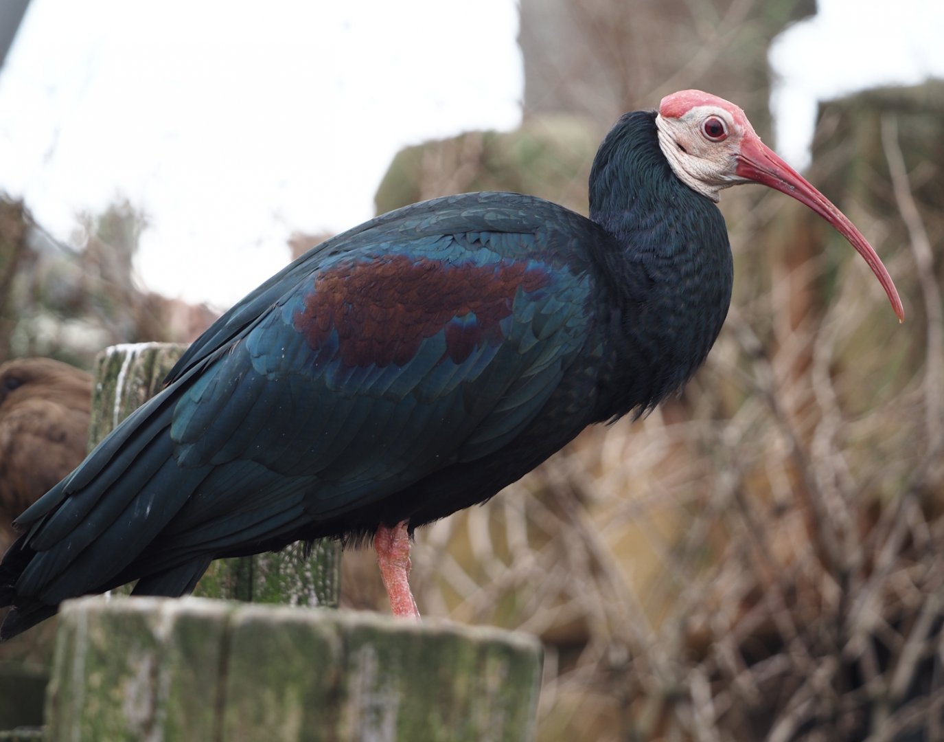 Southern bald ibis (Geronticus calvus), 2024-03-09