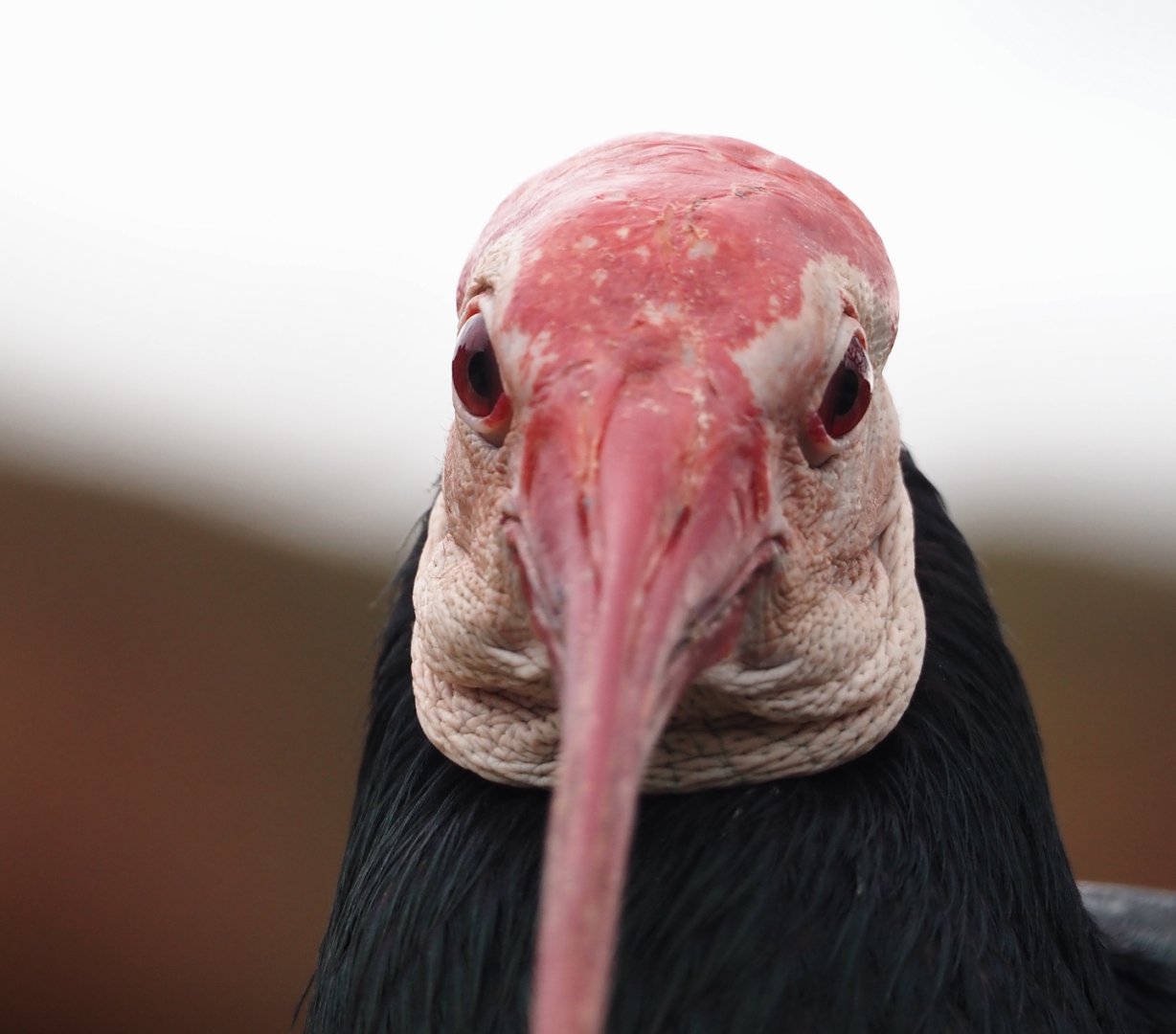 Southern bald ibis (Geronticus calvus), 2024-03-09