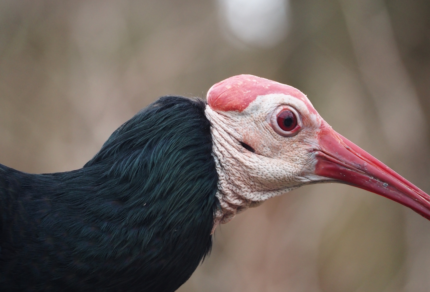 Southern bald ibis (Geronticus calvus), 2024-03-09