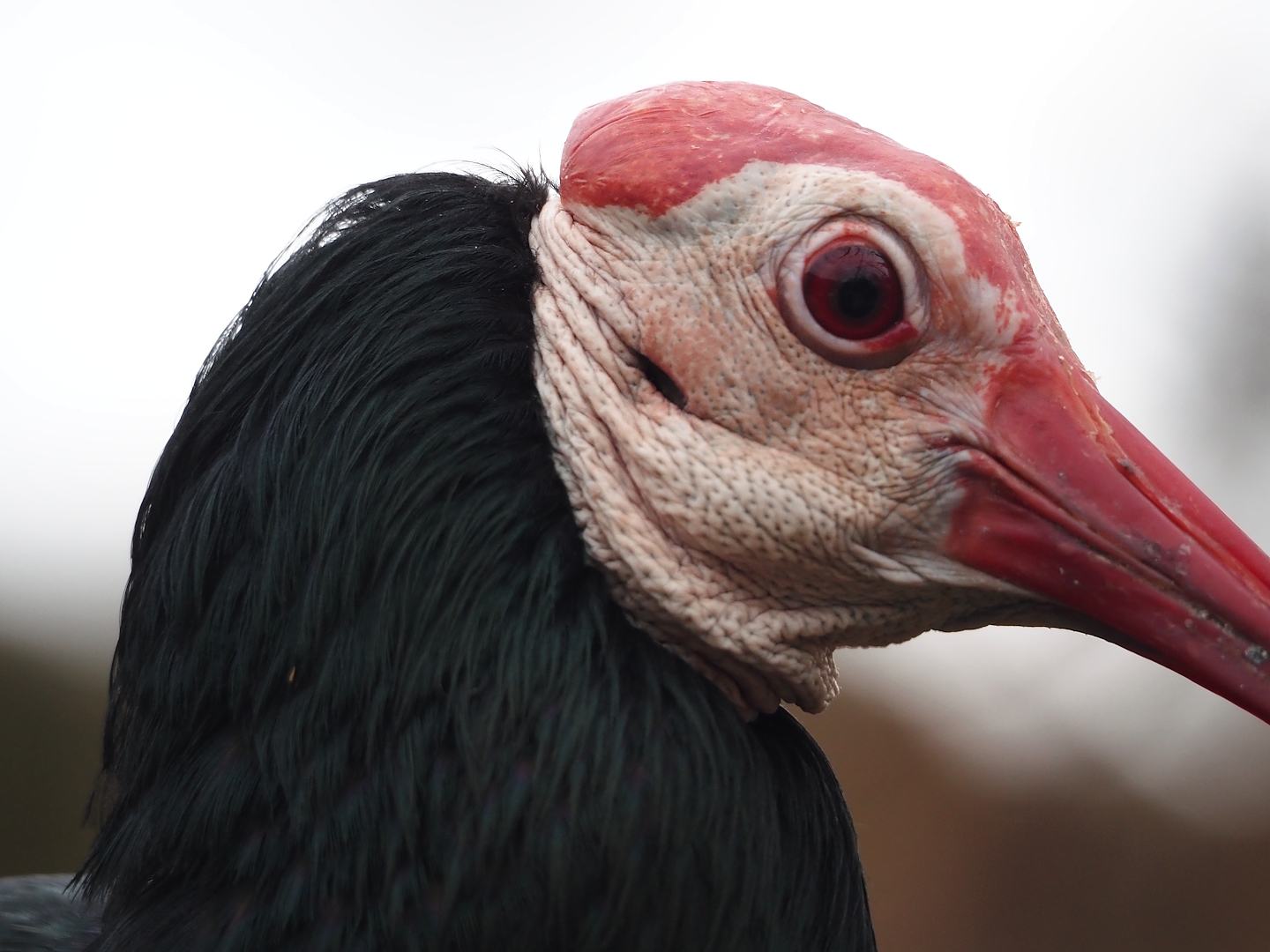 Southern bald ibis (Geronticus calvus), 2024-03-09
