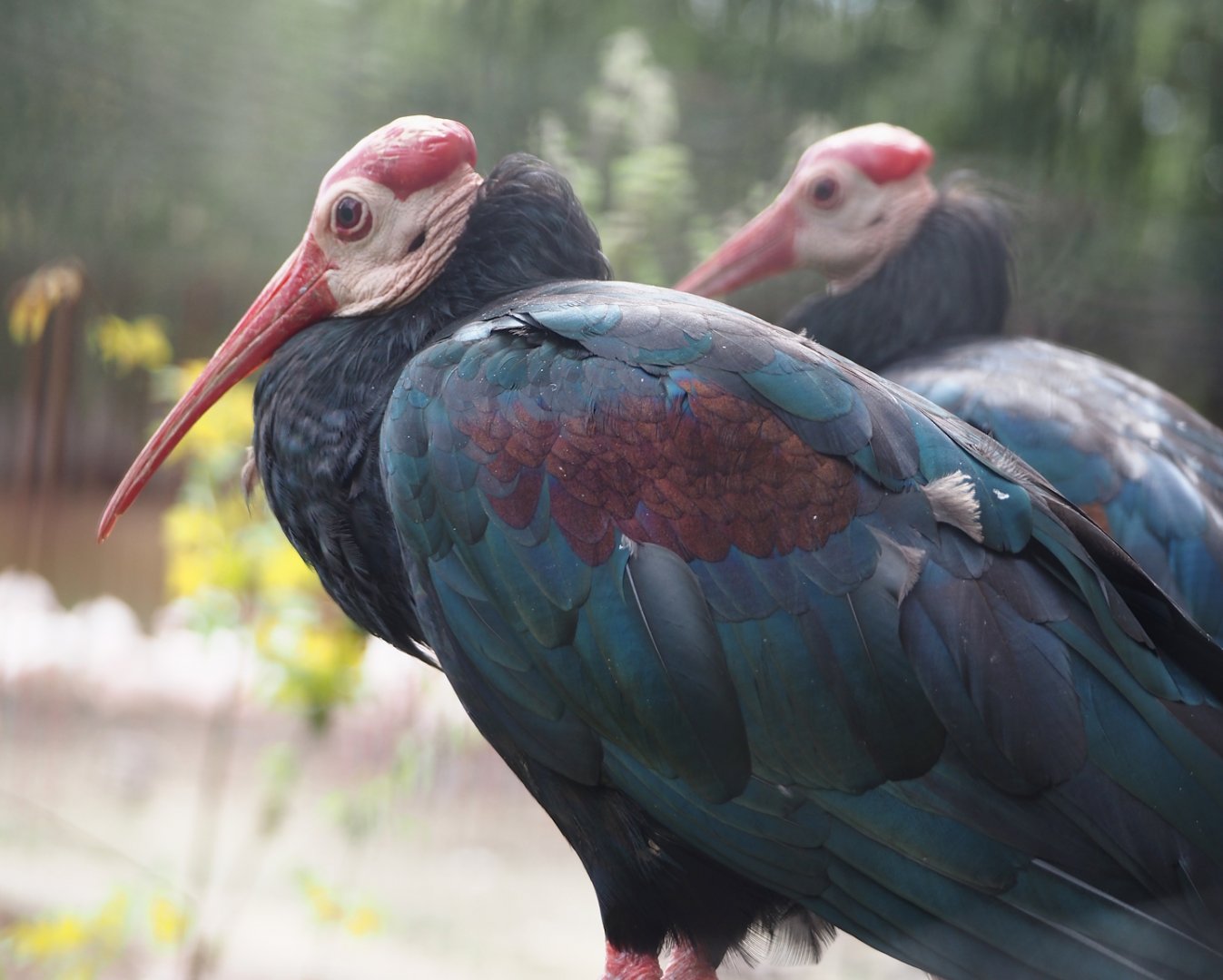 Southern bald ibis (Geronticus calvus), 2024-08-21