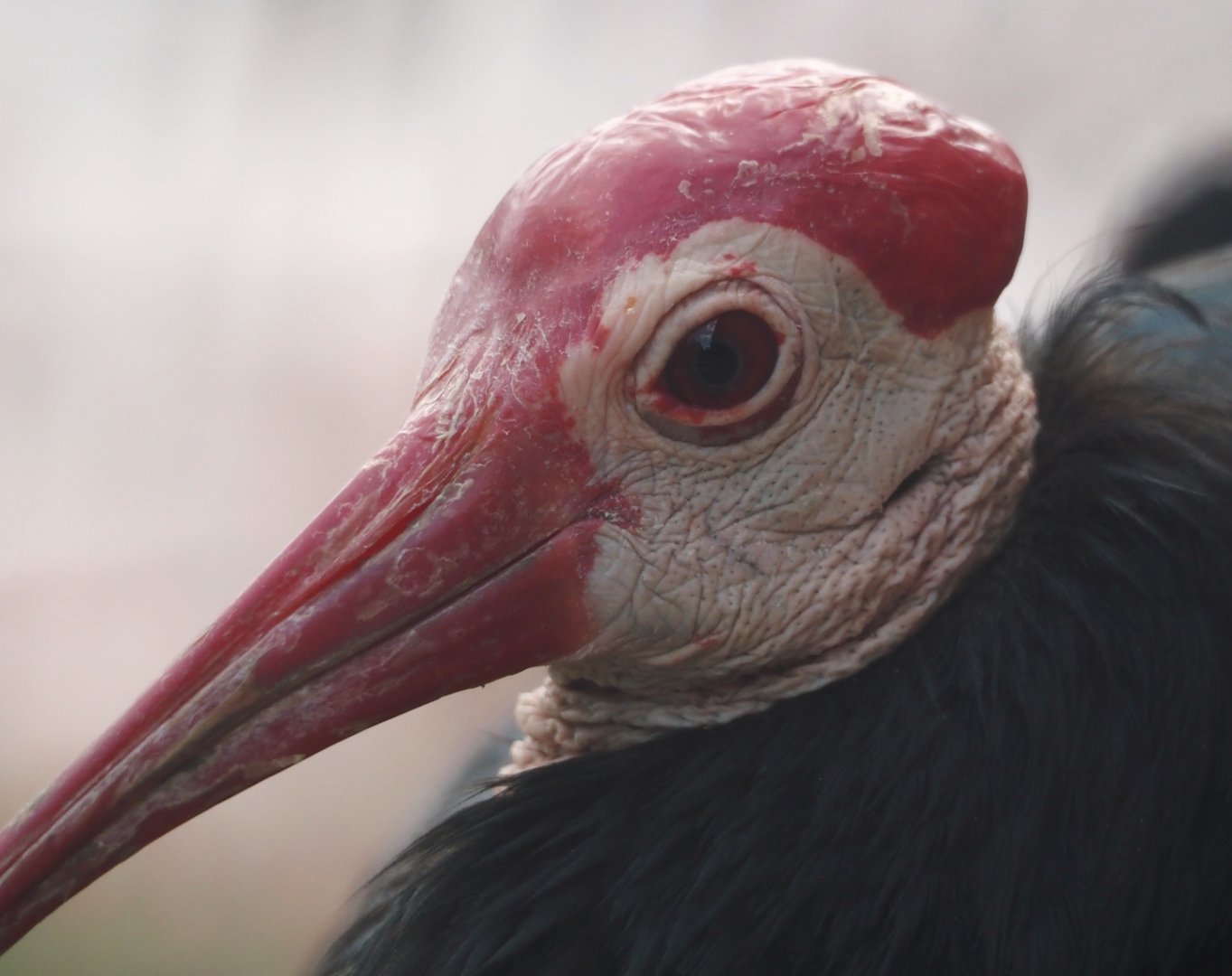 Southern bald ibis (Geronticus calvus), 2024-08-21