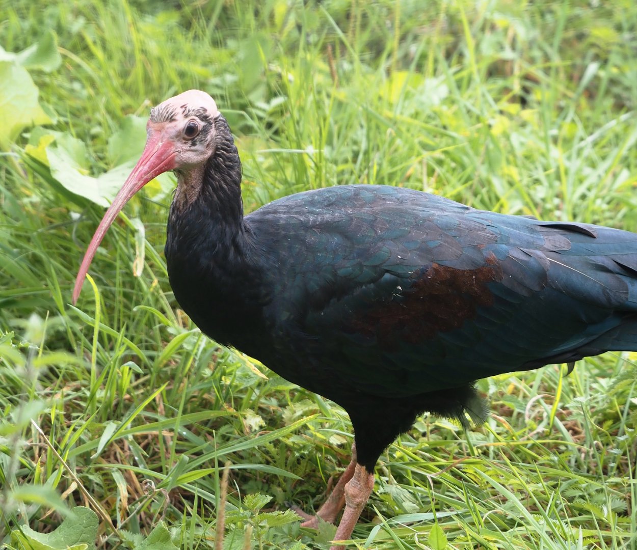 Southern bald ibis (Geronticus calvus), 2024-08-21