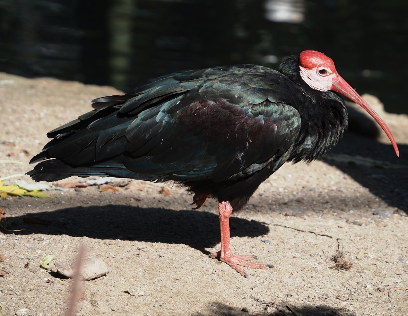 Southern bald ibis (Geronticus calvus), 2024-09-17