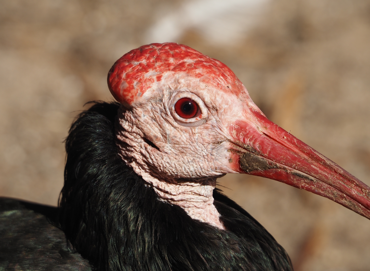 Southern bald ibis (Geronticus calvus), 2024-09-17