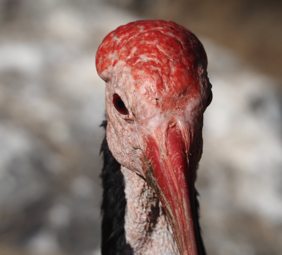 Southern bald ibis (Geronticus calvus), 2024-09-17