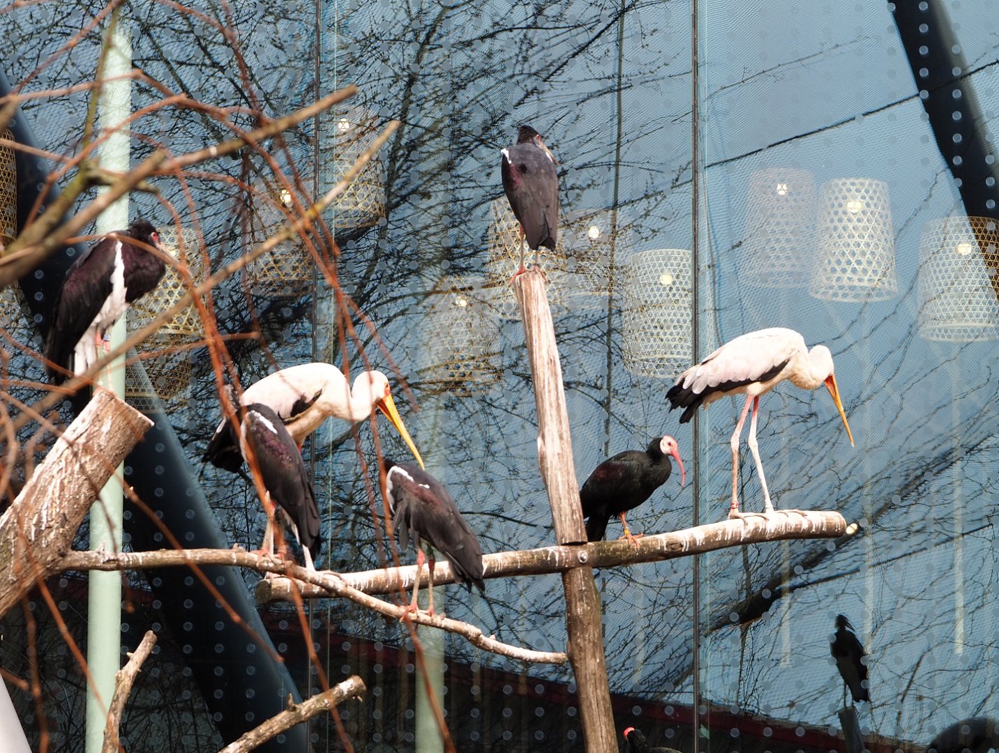Southern bald ibis (Geronticus calvus), Abdim's Stork (Ciconia abdimii) and Yellow-billed stork (Mycteria ibis), 2022-03-16