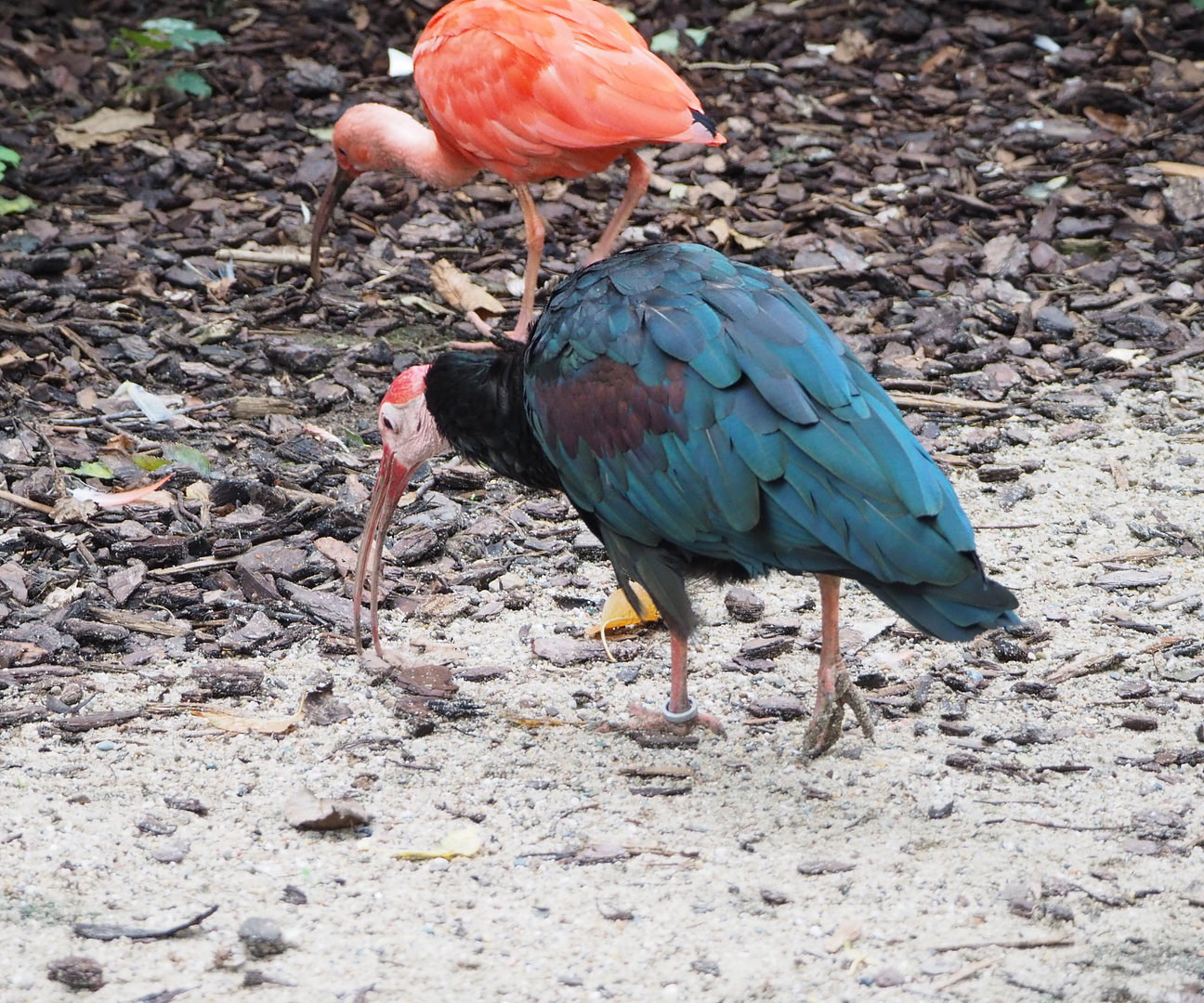 Southern bald ibis (Geronticus calvus) and Scarlet ibis (Eudocimus ruber), 2022-09-15