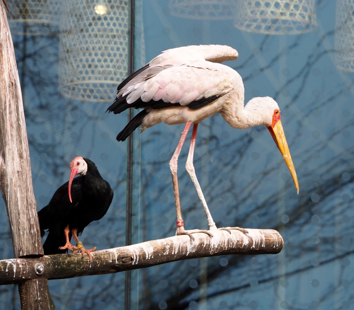 Southern bald ibis (Geronticus calvus) and Yellow-billed stork (Mycteria ibis), 2022-03-16