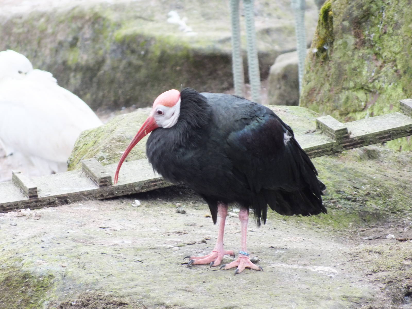Southern Bald Ibis (Geronticus calvus) at Blackbrook Zoo - February 24th 20