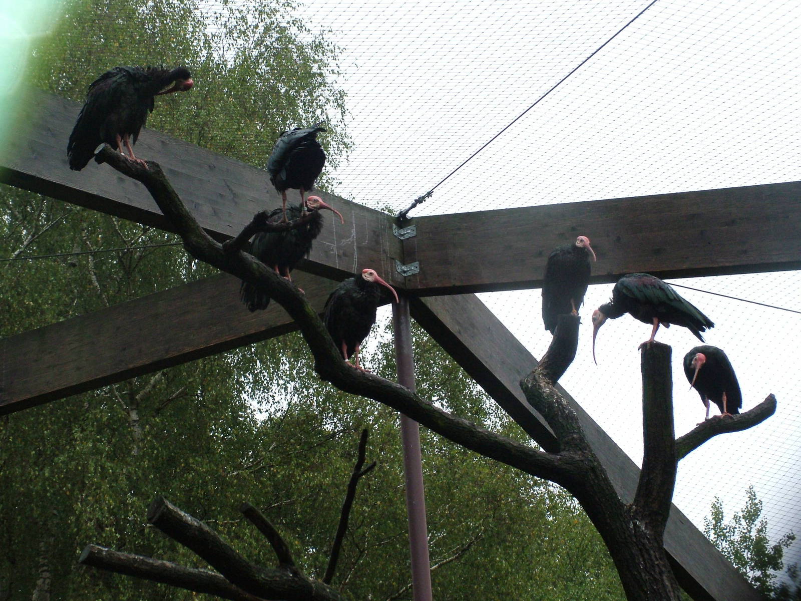 Southern Bald Ibis (Geronticus calvus) at Vogelpark Walsrode